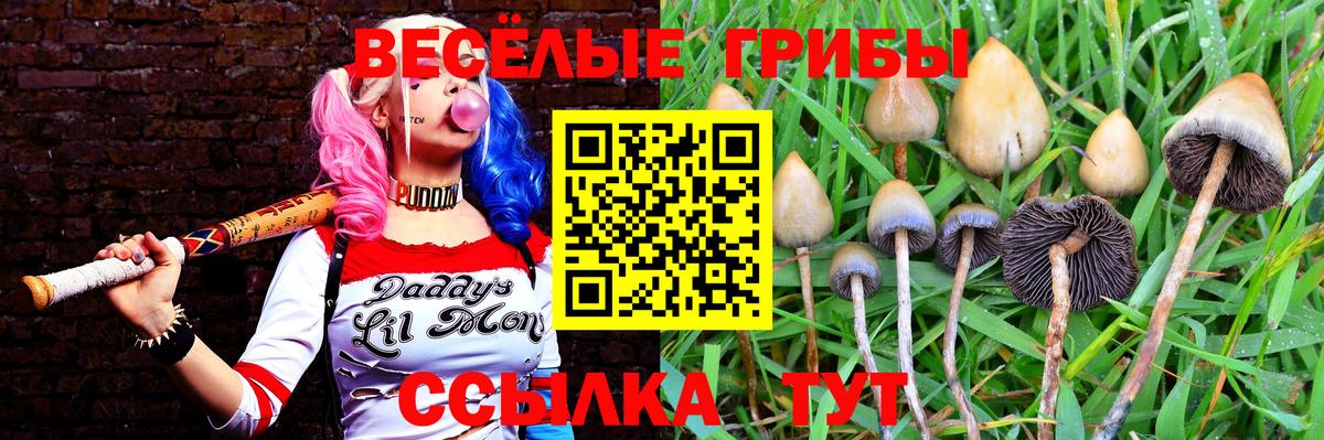 Галлюциногенные грибы Psilocybe  Вход с VPN  Малоярославец 